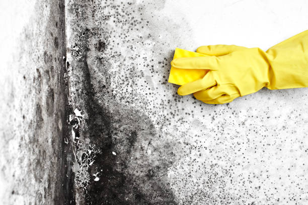 Best Emergency Mold Remediation  in Yarmouth Port, MA
